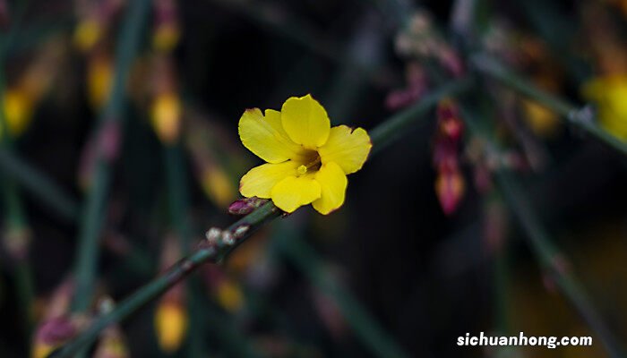 金花茶是什么植物裸子还是被子 金花茶是什么植物