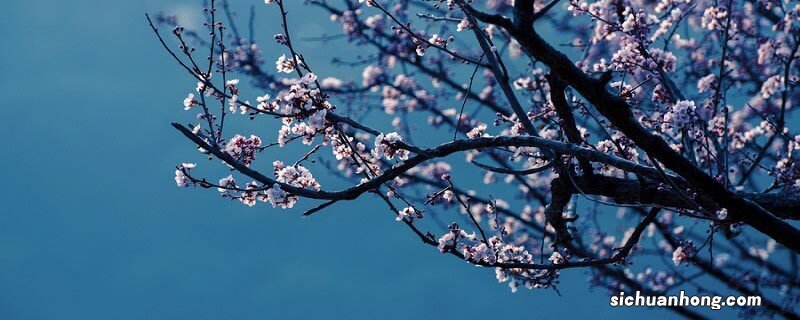 梅花在什么季节开花,什么时间开放? 梅花在什么季节开花