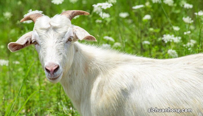 羊先驱虫还是先打三联四防 羊一年打几次三联四防