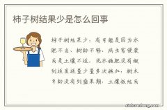 柿子树结果少是怎么回事