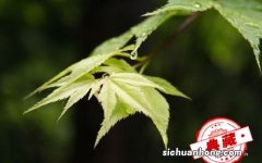 鹅掌风的症状及治疗