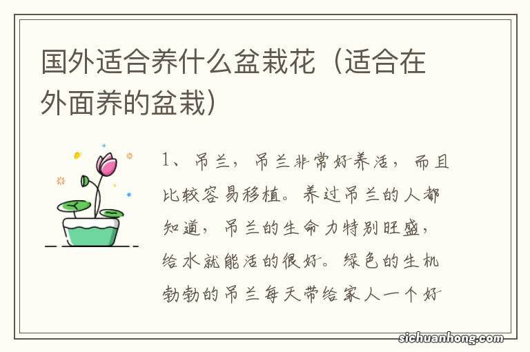 适合在外面养的盆栽 国外适合养什么盆栽花