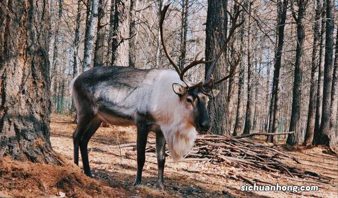 一生总该有一次，去内蒙古过秋天