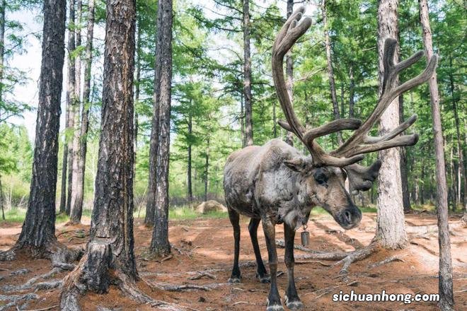 一生总该有一次，去内蒙古过秋天