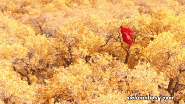 一生总该有一次，去内蒙古过秋天