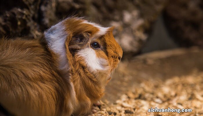 荷兰猪饲养八大禁忌 荷兰猪食物表