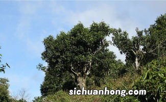 茶树是什么样