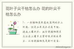 花叶子尖干枯怎么办 花的叶尖干枯怎么办