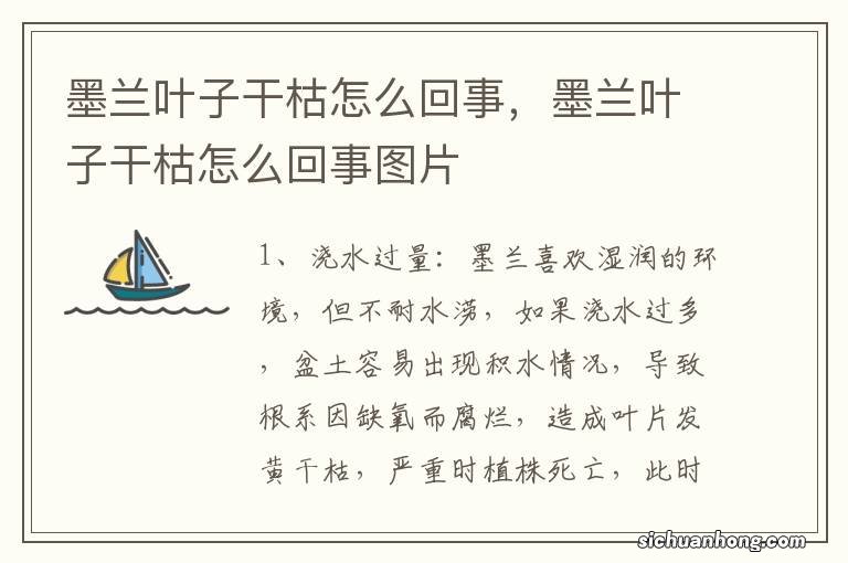 墨兰叶子干枯怎么回事,墨兰叶子干枯怎么回事图片