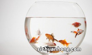 客厅适合养什么鱼好看图片大全 客厅适合养什么鱼好看