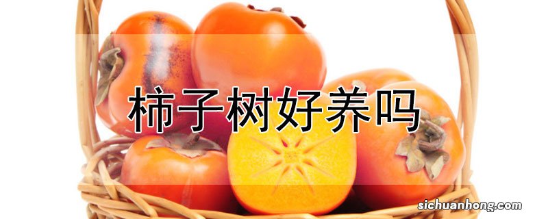 柿子树好养吗