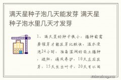 满天星种子泡几天能发芽 满天星种子泡水里几天才发芽