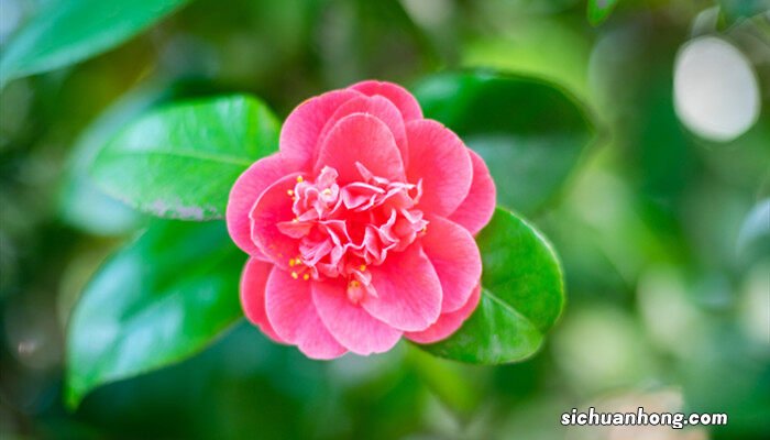 茶花落叶的救治方法好看视频 茶花落叶的救治方法