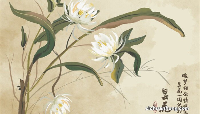 昙花开完之后怎么处理好 昙花开完之后怎么处理