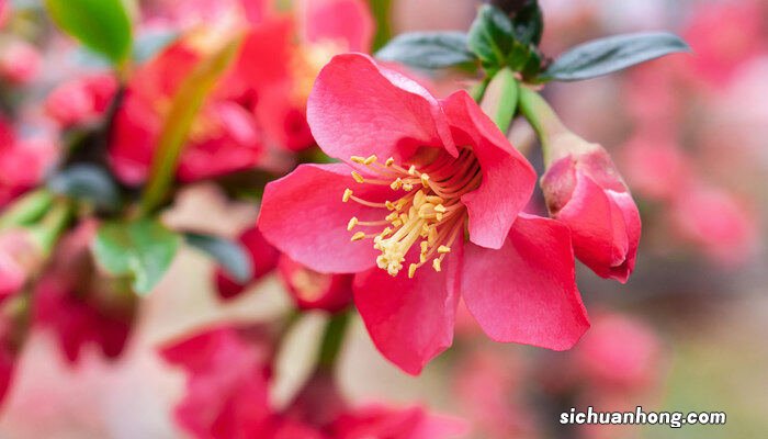 花的种类有哪些名字 花的种类有哪些