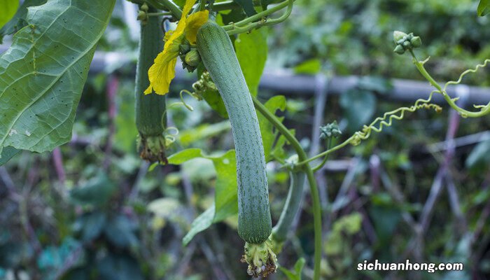 丝瓜种植时间及技术要点视频 丝瓜种植时间及技术要点