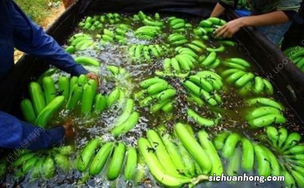 香蕉浸泡不明液体,泡香蕉的白色液体是什么?