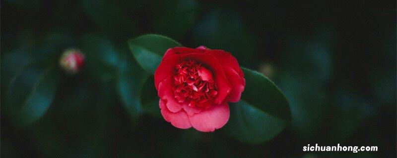 茶花树的养殖方法和注意事项 盆栽 茶花树的养殖方法和注意