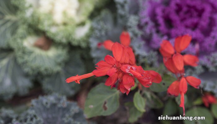 秋天都有什么花开放 常见的 秋天都有什么花