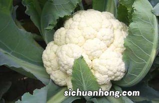 花菜跟什么食物相克