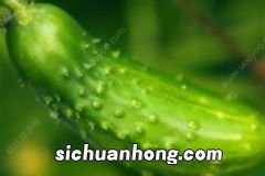 精油种类有哪些?不同精油功效有哪些?