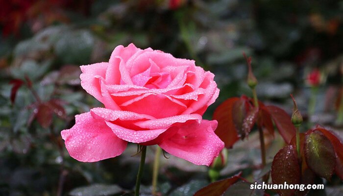 月季花掉叶子补救方法 月季花掉叶子是什么原因