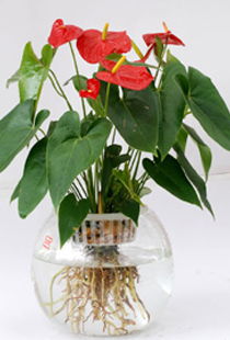 花草菜萝和什么有关