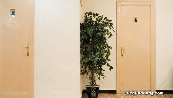 平安树的养殖方法和注意事项盆栽