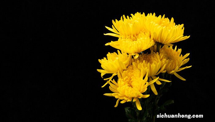 什么花秋天开花? 什么花秋天开花