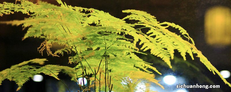 怎么养文竹又绿又有光泽 怎么养文竹