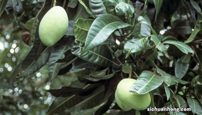 冬天什么树的叶子是绿色的 冬天什么树的叶子是绿色的