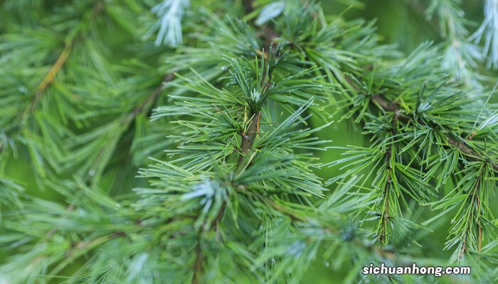 冬天什么树的叶子是绿色的 冬天什么树的叶子是绿色的