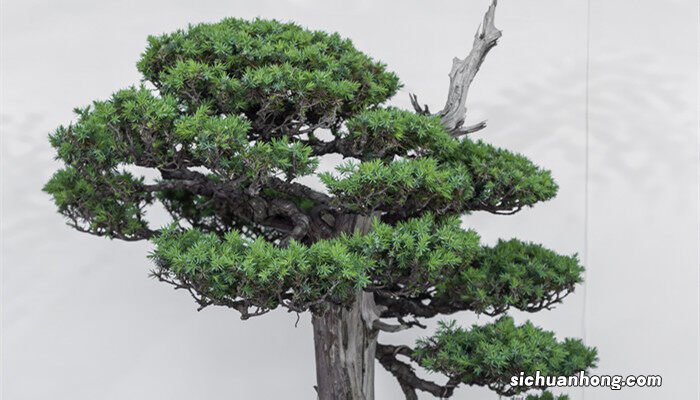 1000种树名大全 中国有哪些树