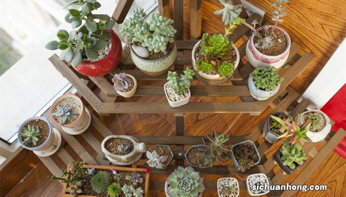 如何养多肉才又肥又胖?4个建议,都做到就能养胖 如何养多肉才又肥又胖