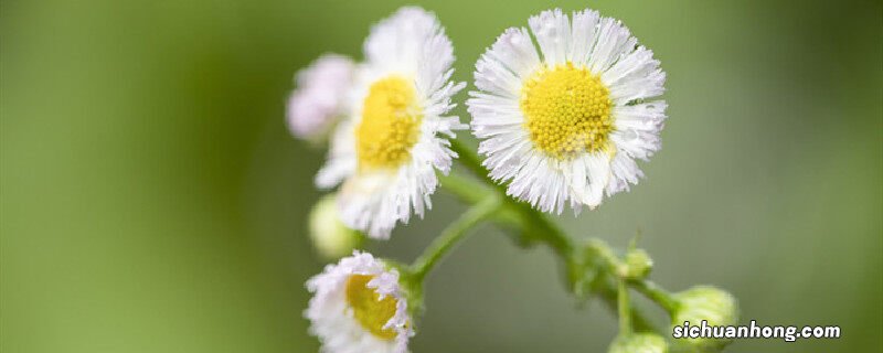 小雏菊的寓意和象征风水 小雏菊的寓意和象征