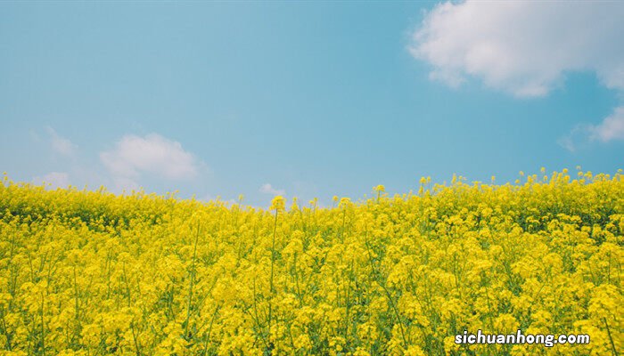 春季种油菜花需要催熟还是排水