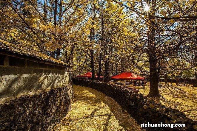 国内醉美赏秋地,每一帧都是壁纸大片!