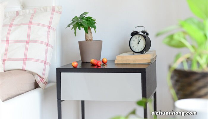 发财树用啤酒养才茂盛 发财树施肥用什么肥料