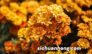 重阳节赏菊有什么意义 重阳节为什么要赏菊