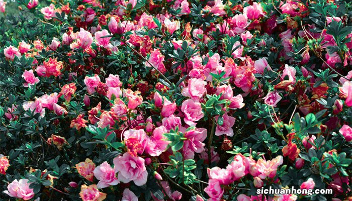 什么花在秋天开放 什么花在秋天开