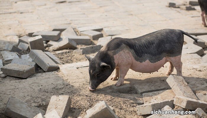 母猪怀孕126天了还不生产 母猪最多预产期不超过几天