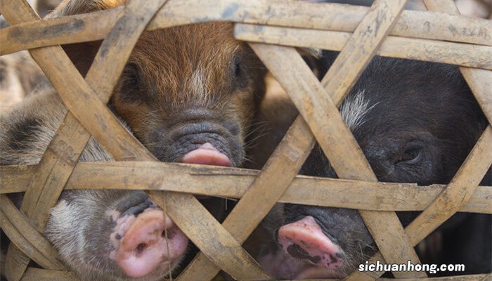母猪怀孕126天了还不生产 母猪最多预产期不超过几天