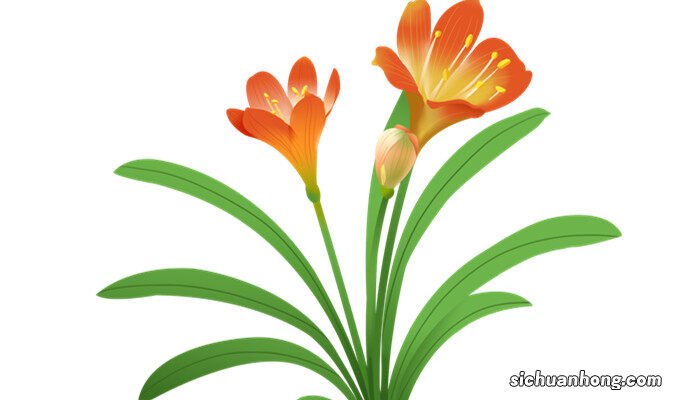 君子兰的养殖技术视频 君子兰的养殖技术