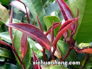 黄金牙是什么茶类