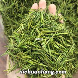 黄金牙是什么茶类