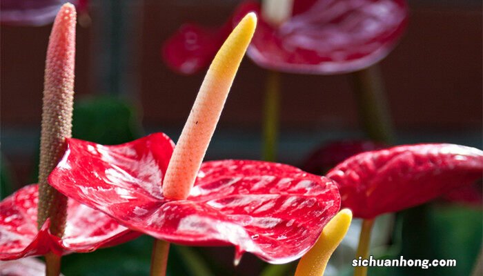 客厅进门玄关摆什么绿植盆栽发财树摆放哪里比较合适 客厅进门玄关摆什么绿植盆栽