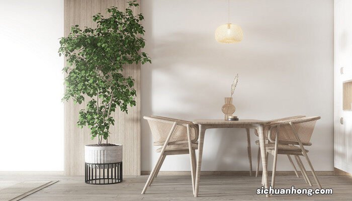 客厅进门玄关摆什么绿植盆栽发财树摆放哪里比较合适 客厅进门玄关摆什么绿植盆栽
