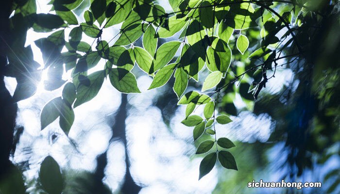 富贵树的叶子发黄干枯掉落什么原因 富贵树怎么养才能更旺盛