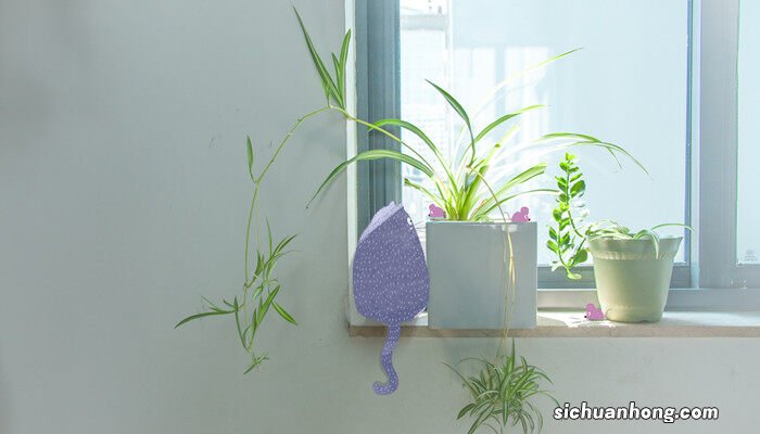 剪下来的小吊兰怎么种 吊兰怎样剪枝移栽