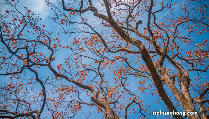 柿子树9月嫁接方法 柿子树9月嫁接行吗